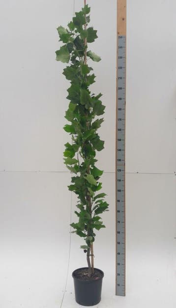 Liriodendron tulipifera Fastigiatum beveerd, Tuin en Terras