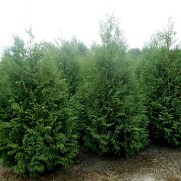 Levensboom Thuja occidentalis Martin Haag 150-175 Kluit