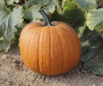 Boomer F1 PMT Halloween halloweenpompoen basiseenheid, Ophalen of Verzenden, Nieuw