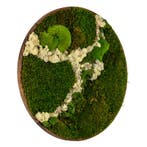 Vintlux Mosschilderij Rond Donker Eiken - Svendborg Latte, Nieuw