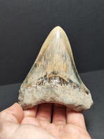 Megalodon - Fossiele tand - Otodus megalodon - 9.1 cm - 3.6