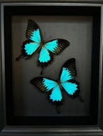 Vlinder Taxidermie volledige montage - Papilio Ulysses - 25, Antiek en Kunst