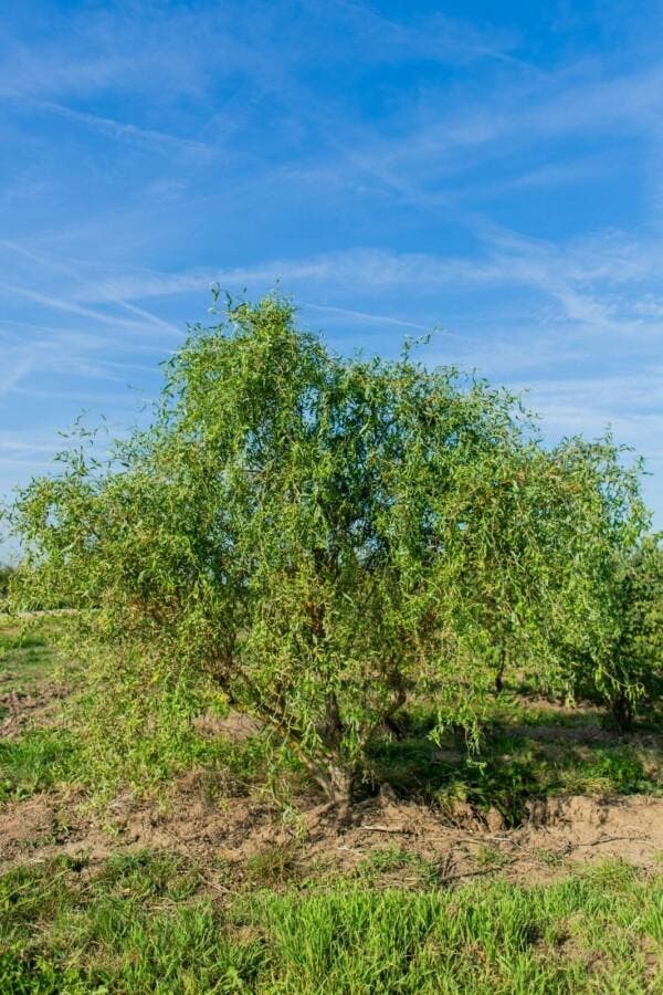Salix babylonica Tortuosa meerstammig 350-400, Tuin en Terras, Planten | Tuinplanten