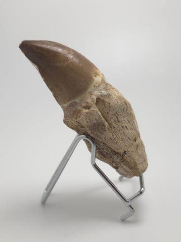 Mosasaurus - Fossiele tand - 9.5 cm (Zonder minimumprijs)