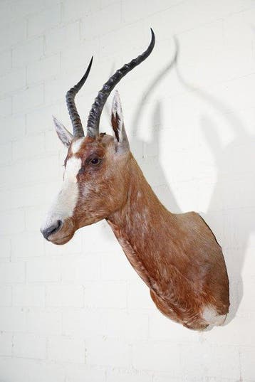 Blesbok Taxidermie wandmontage - Damaliscus pygargus, Nieuw