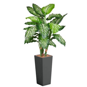 Dieffenbachia kunstplant, H175cm, Huis en Inrichting, Kamerplanten, Ophalen of Verzenden, Overige soorten, 150 tot 200 cm