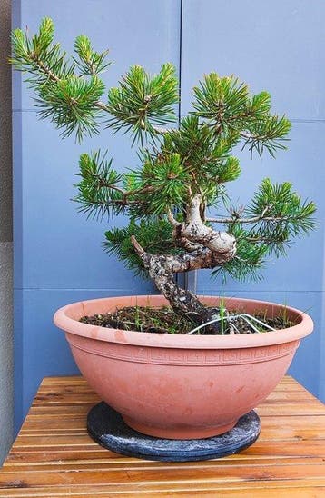 Voorbonsai Spaanse Schotse den van groot formaat. - Hoogte, Antiek en Kunst