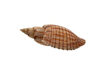 Lyria kurodai 112 mm GIGANTISCHE MAAT - GEM-kwaliteit - Nha, Nieuw