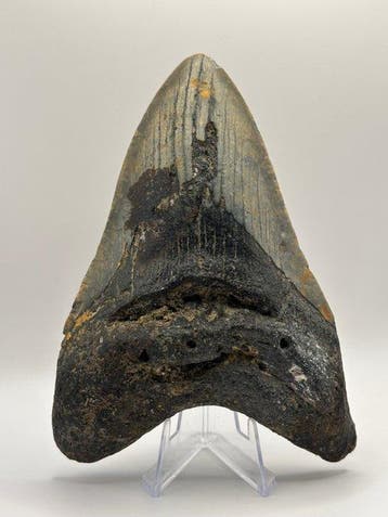 Megalodon - Fossiele tand - Otodus Megalodon - 13.23 cm