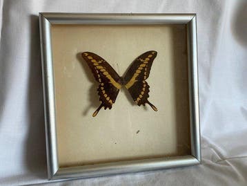 Vlinder Taxidermie wandmontage - Papilio thoas - 20.5 cm -
