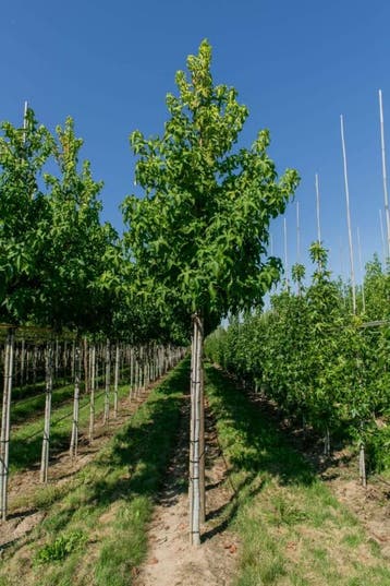 Liquidambar styraciflua Lane Roberts hoogstam
