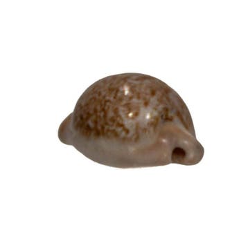 Roodbruine Zuid-Afrikaanse kauri: Cypraea fuscorubra (37 mm), Verzamelen, Nieuw