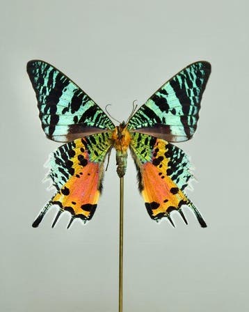 Vlinder Taxidermie volledige montage - Urania Ripheus