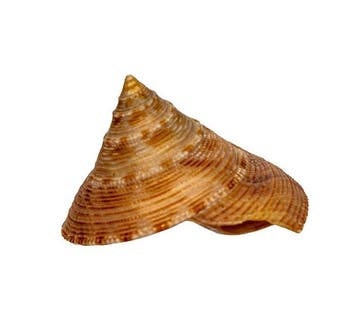 Calliostoma formosense 50 mm schelp zeeslak -, Verzamelen, Nieuw