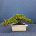 Jeneverbes bonsai (Juniperus) - Hoogte (boom): 14 cm -