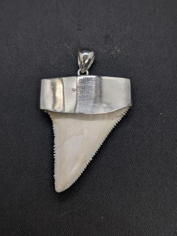 Witte haai Tand - Carcharodon carcharias - 54.5 mm - 48 mm -