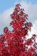 Amberboom Liquidambar in pot 80-120 cm, Ophalen, In pot