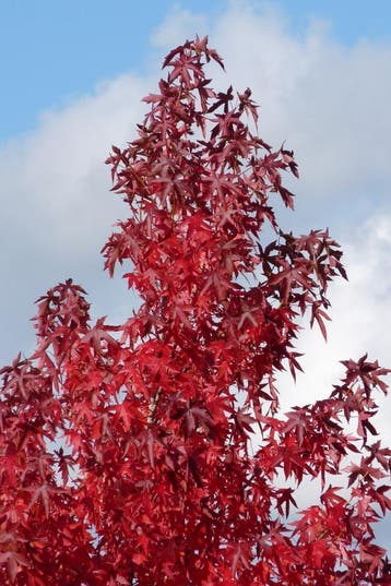 Amberboom Liquidambar in pot 80-120 cm, Ophalen, In pot