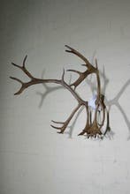 Reindeer/Caribou Schedel - Rangifer tarandus - 60 cm - 65 cm, Nieuw