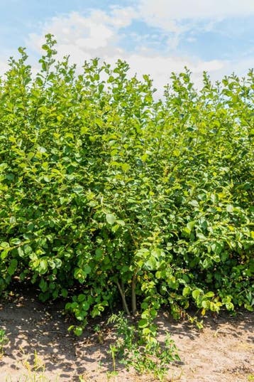 Salix caprea meerstammig 200-250