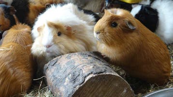 Lieve jonge cavias in verschillende kleuren! Goed advies., Dieren en Toebehoren, Knaagdieren, Meerdere dieren, Cavia, Tam