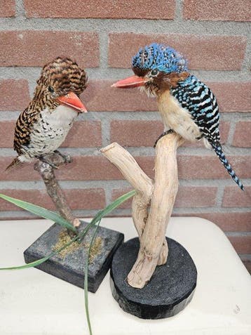Zebra ijsvogels Taxidermie volledige montage - Lacedo, Nieuw