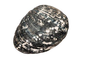 Historische Haliotis cracherodii (150mm) §§ Zwarte Abalone, Verzamelen, Nieuw