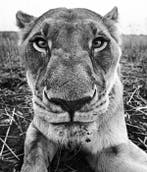 David Yarrow (1966 -) - The Hunger Games