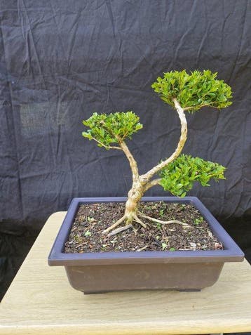 Kamperfoelie - Hoogte (boom): 30 cm - Diepte (boom): 30 cm -