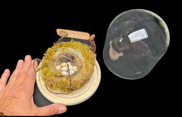 Rrae- Exact Replica of the original nest and eggs of a Great, Verzamelen, Nieuw