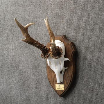 Reebok Gewei Taxidermie Opgezette Dieren By Max, Ophalen of Verzenden, Nieuw, Wild dier, Opgezet dier
