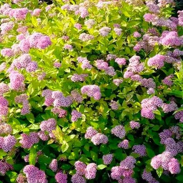 Spiraea Little Princess container (P0.5) Sierplanten, Verzenden, Overige soorten, Struik