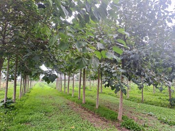 Paulownia Shan tong – Snelgroeiend &amp; biologisch gekweekt