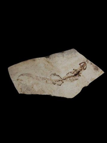 Gefossiliseerd dier - salamander - 23 cm - 9 mm (Zonder