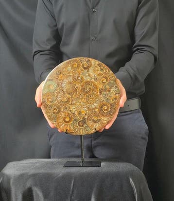 Ammoniet - Gefossiliseerd dier - Aioloceras (Cleoniceras)