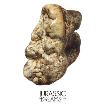 Gem Grade Reusachtige grotbeer uit de IJstijd (Ursus