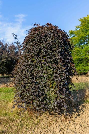 Fagus sylvatica Purpurea Pendula treurvorm