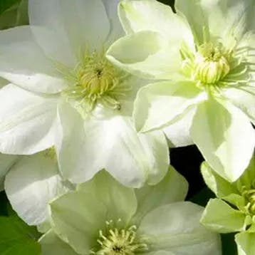 Clematis „Guernsey Cream” container (C2) Sierplanten, Wi, Verzenden, Overige soorten, Struik