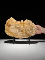 Indrukwekkende plak versteend hout op een op maat gemaakte