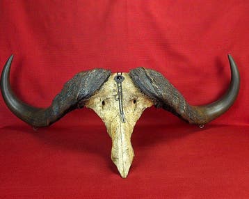 Kafferbuffel Schedel van een zoogdier - Monumental crâne de, Nieuw