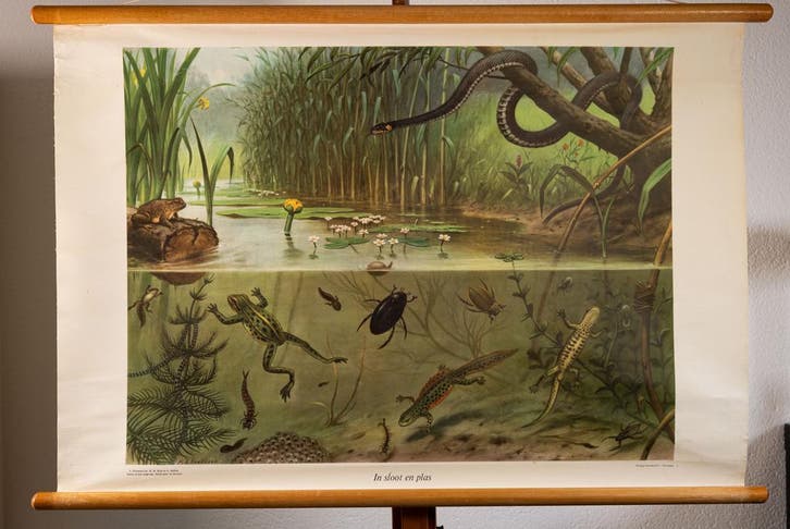 SCHOOLPLATENSHOP.NL een site met oude schoolplaten en ......, Antiek en Kunst, Antiek | Schoolplaten, Natuur en Biologie, Verzenden