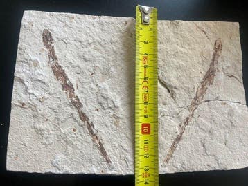 Vis - Fossiele plaatmatrix - Shark - 13 cm - 9 cm