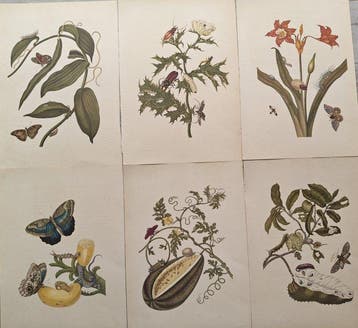 Maria Sibylla Merian (1647–1717) - Lot of 6 plates da
