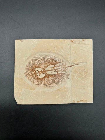 Vis - Gefossiliseerd geleed skelet - cyclobatis major - 20