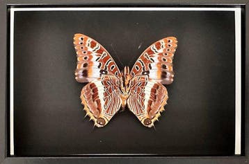 Vlinder Taxidermie volledige montage - Charaxes Brutus, Antiek en Kunst, Curiosa en Brocante