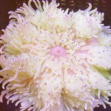 Heteractis Malu Wit / Blauwe tips, Dieren en Toebehoren, Ophalen of Verzenden, Nieuw