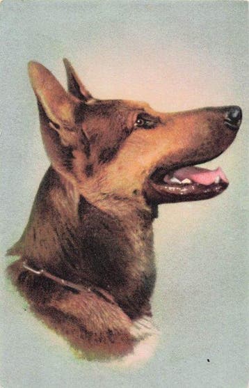 Honden, waaronder fantasie en een paar grootformaat kaarten, Gelopen