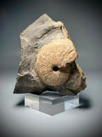Zeldzame Triasische ammoniet - Gefossiliseerde schelp -