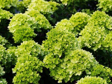 Hydrangea paniculata Little Lime + pot 19cm, Verzenden