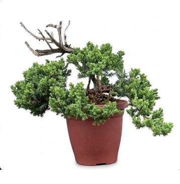 Jeneverbes bonsai (Juniperus) - Hoogte (boom): 20 cm -